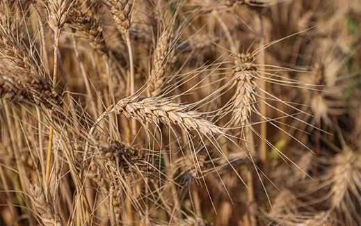 Durum
